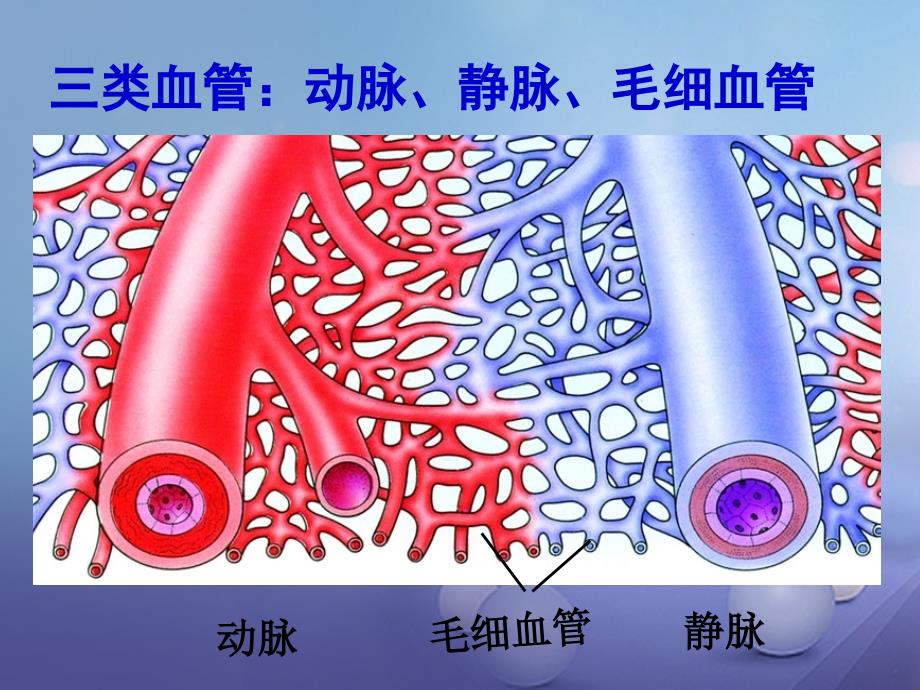 七年级生物下册 第10章 第2节《血管和心脏》课件2 （新版）苏教版_第4页