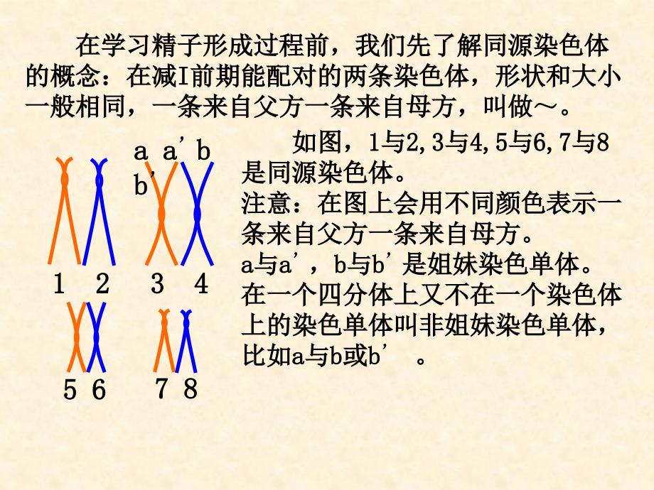 获奖课件减数分裂和受精作用_第4页