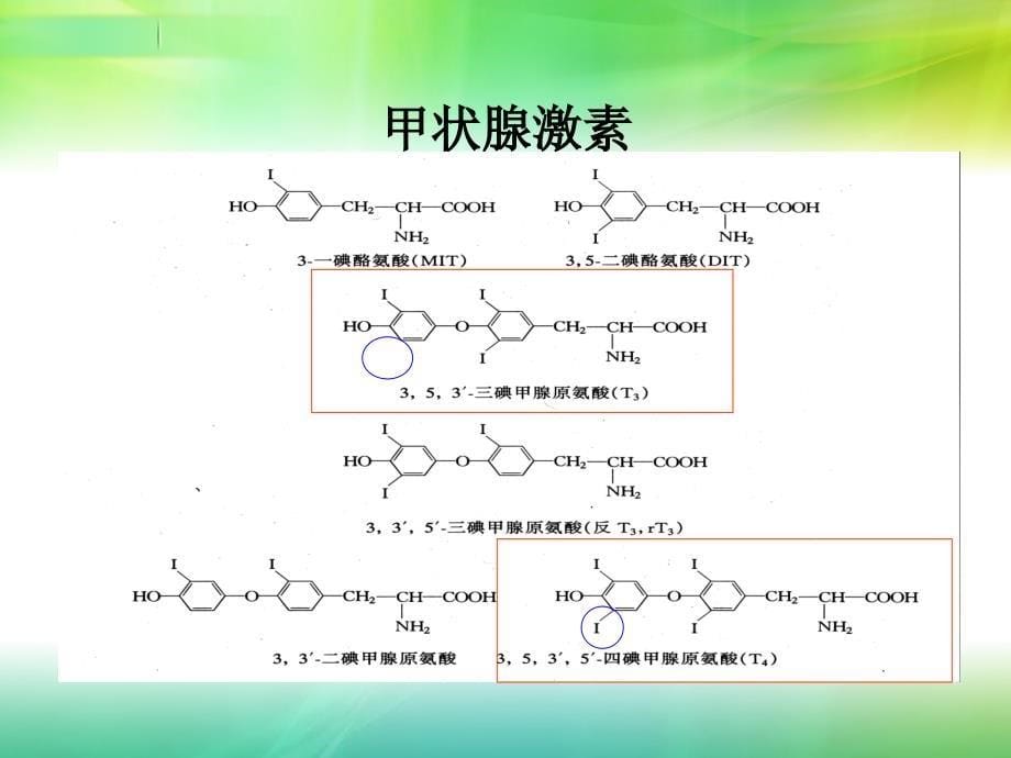 甲状腺与甲状旁腺激素_第5页