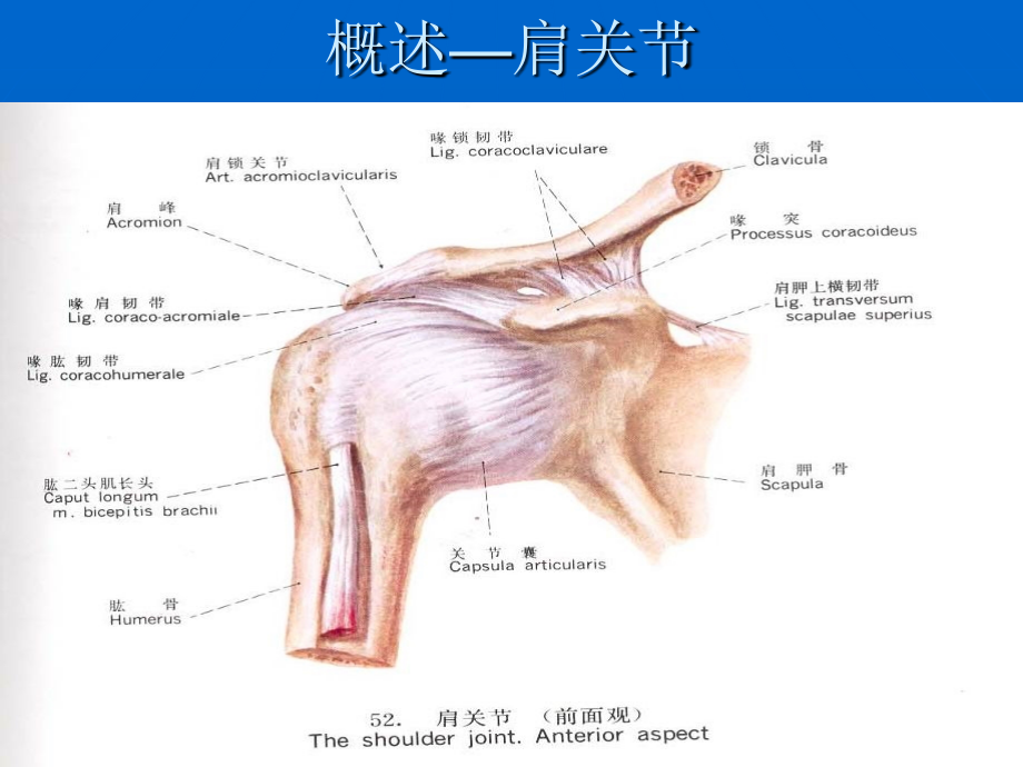 肩关节周围炎康复治疗_第4页