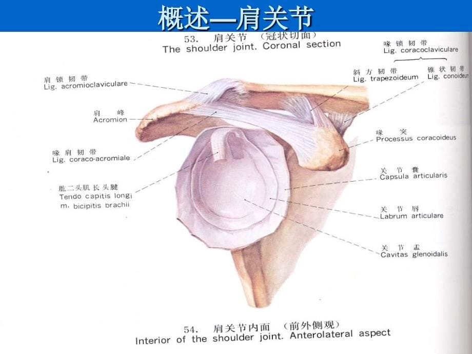 肩关节周围炎康复治疗_第5页