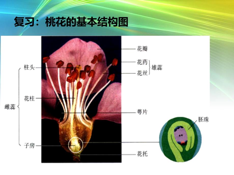 《植物的生殖课件》_第4页