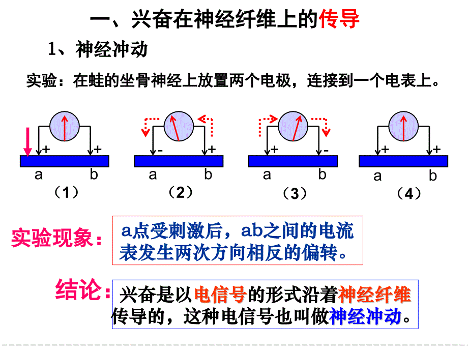 兴奋的传导与传递(一轮复习)_第3页