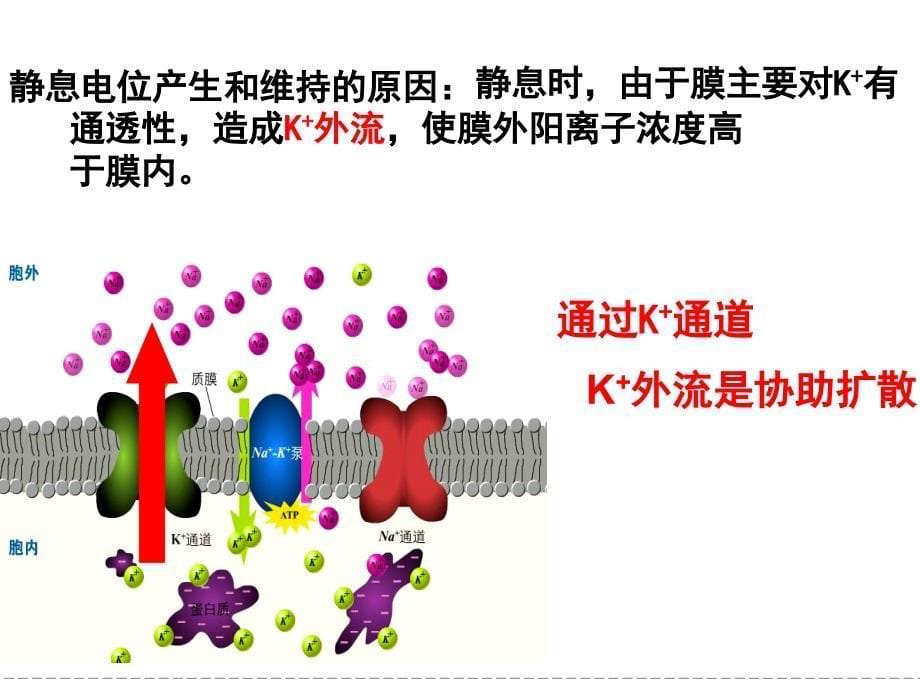 兴奋的传导与传递(一轮复习)_第5页