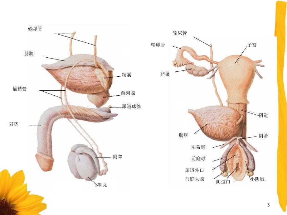 课件：生殖系ppt课件_第5页