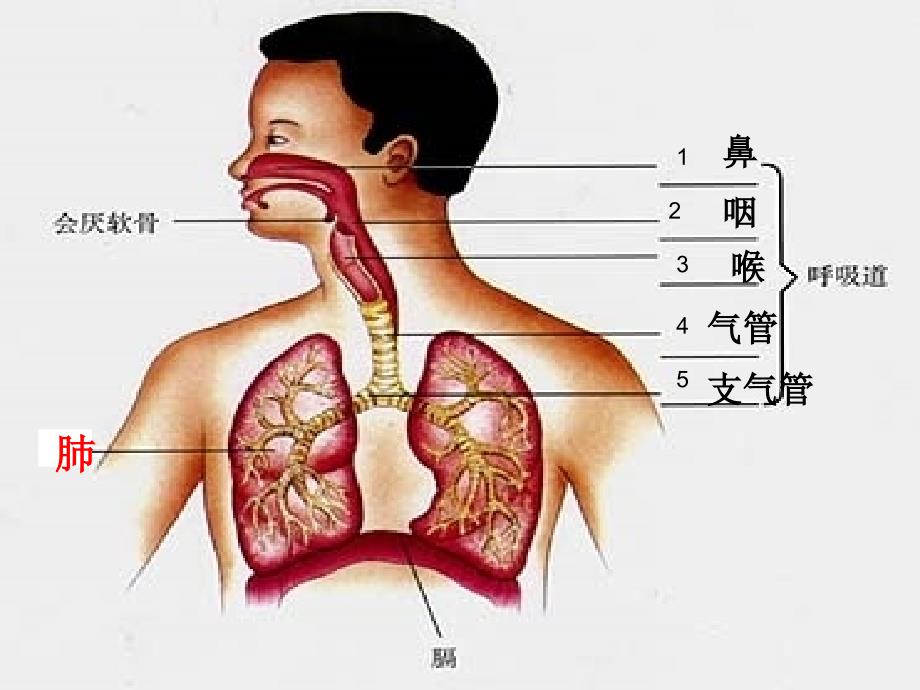 课件：人体的呼吸ppt课件_第3页