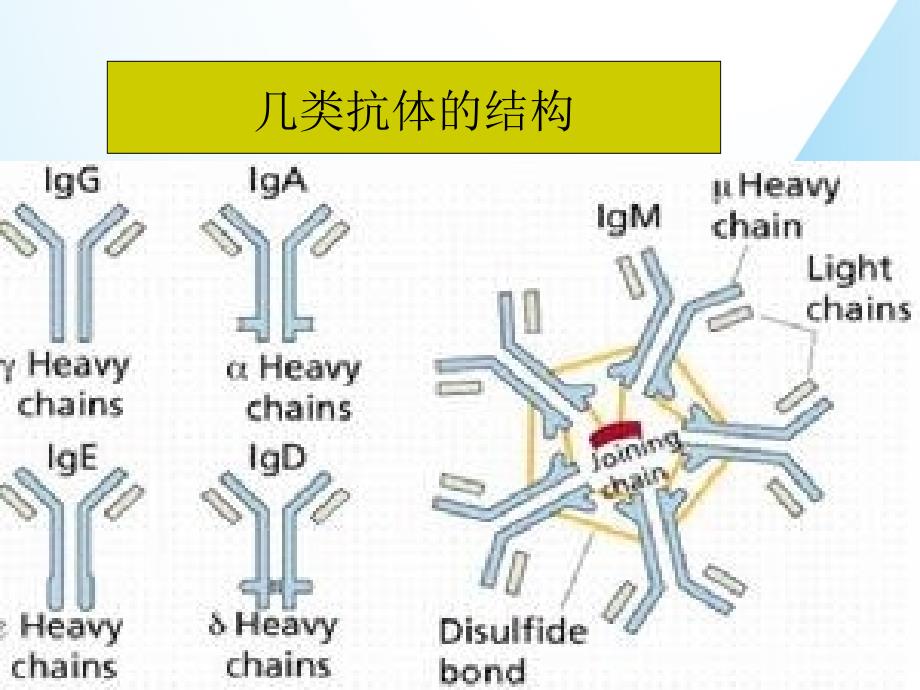 课件：过敏反应_第4页