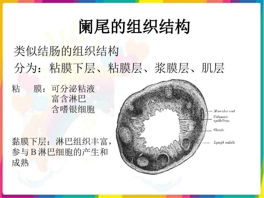 课件：急性阑尾炎ppt课件_第5页