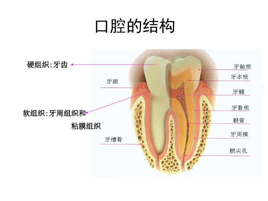 课件：口腔健康基本知识_第3页