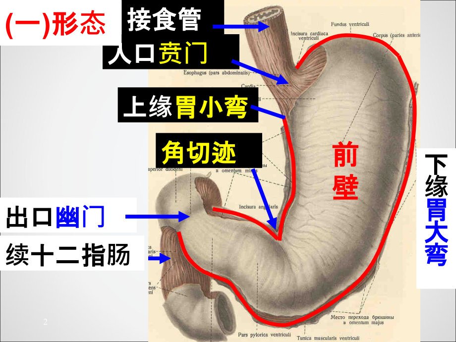课件：胃癌的解剖及ct诊断ppt课件_第3页