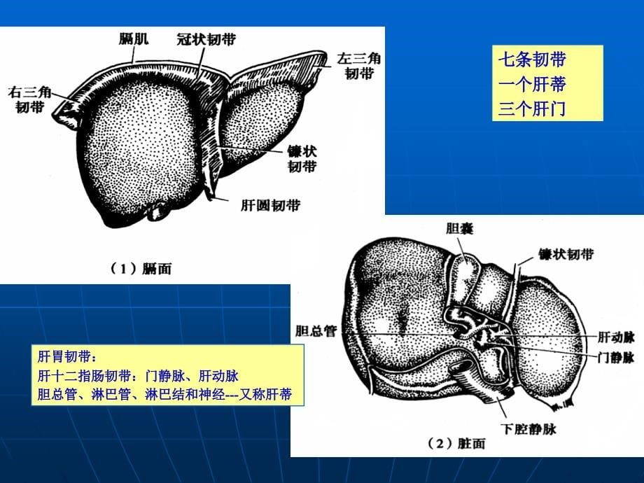 课件：肝脏疾病与门脉高压_第5页