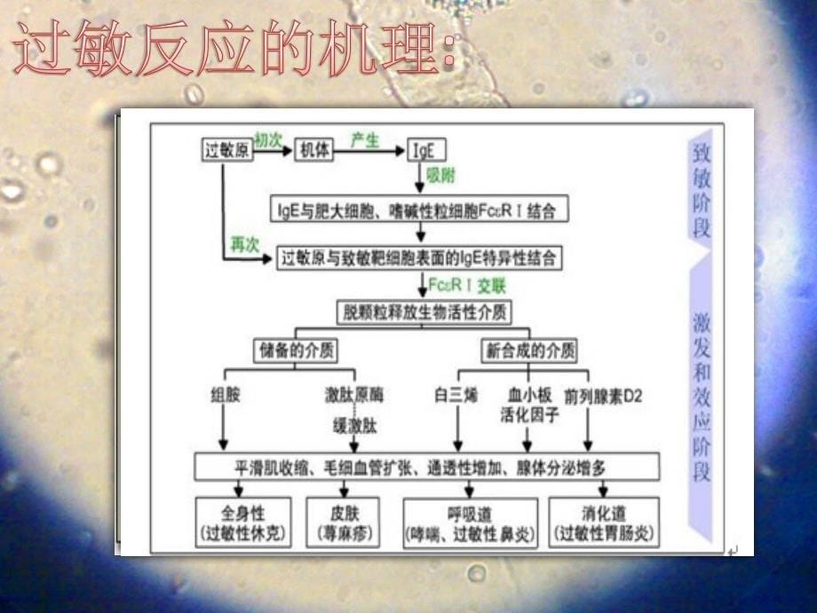 课件：过敏反应_第5页