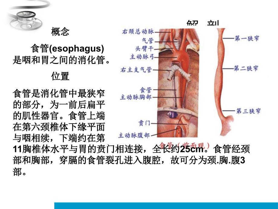 课件：食道癌根治术的护理查房ppt课件_第3页