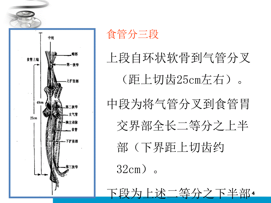 课件：食道癌根治术的护理查房ppt课件_第4页