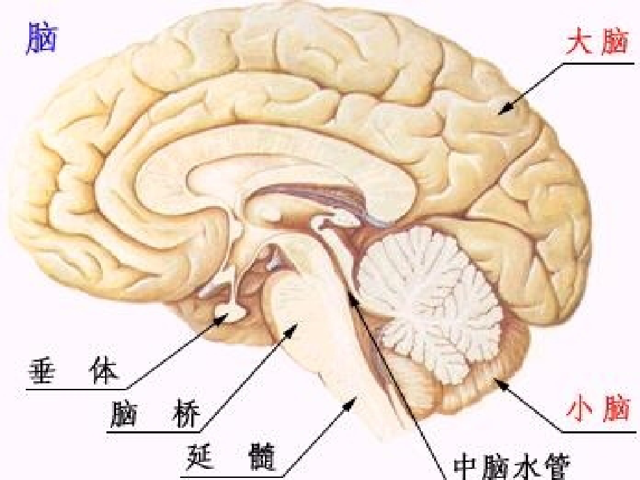 颅脑肿瘤护理_第3页