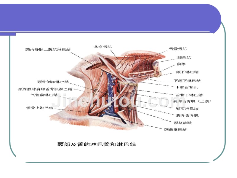 课件：淋巴结肿大的病因及鉴别_第4页