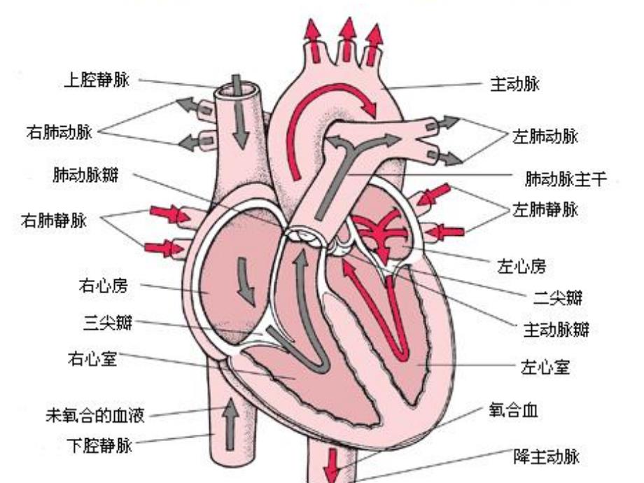 护理查房安庆医专实习十组先天性心脏病_第3页