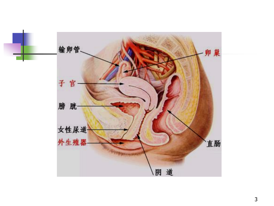 爱爱医资源-医学超声影像学-25-妇科疾病超声诊断-孙彤_第3页