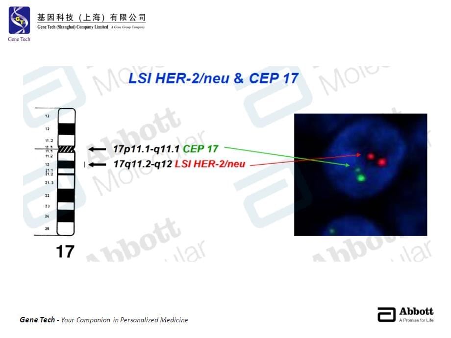 fish技术在临床中的应用_第5页