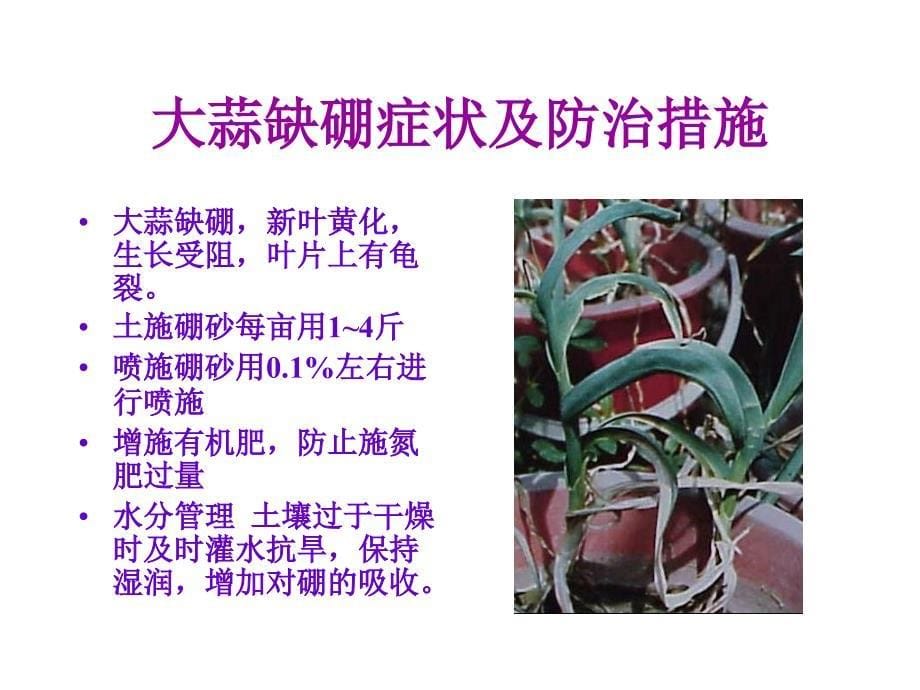 葱蒜病虫害发生与防治-阿托菲纳_第5页