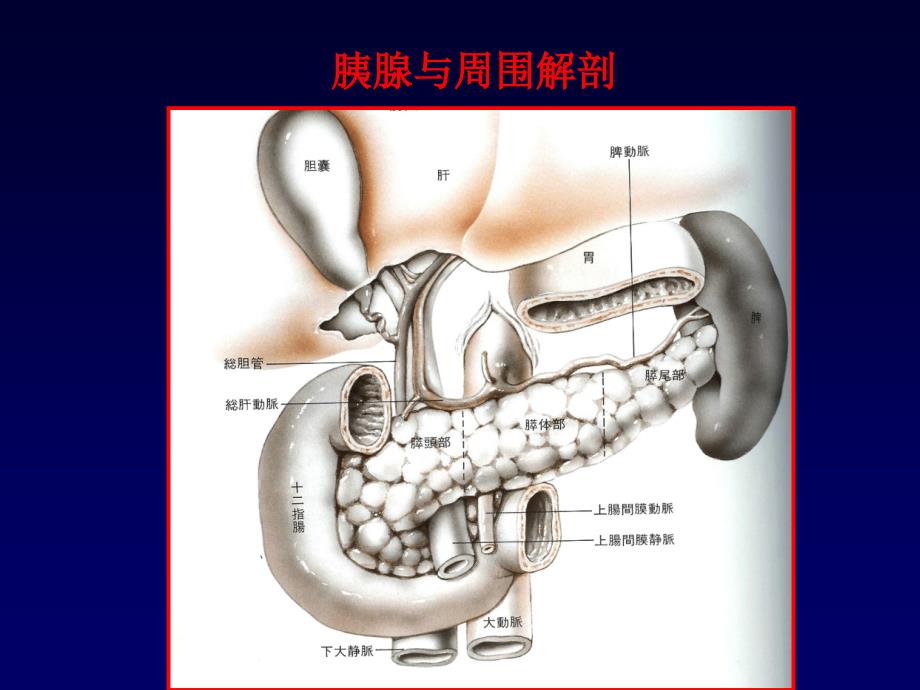 胰腺超声_第3页