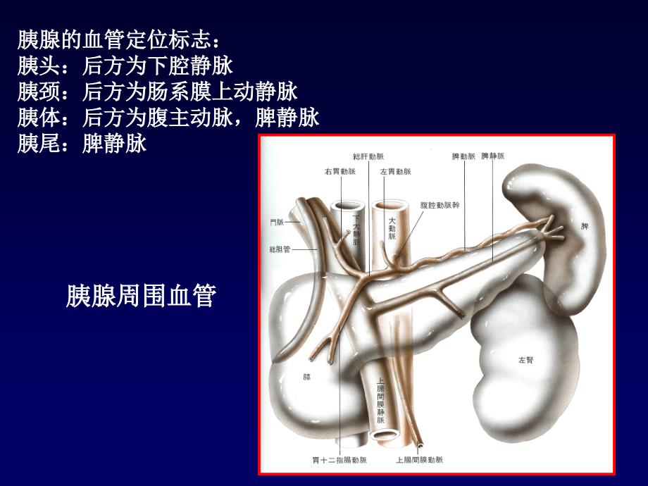 胰腺超声_第4页