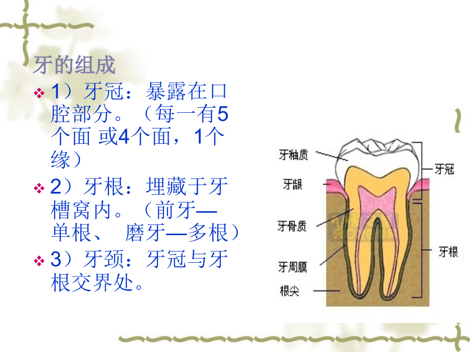 儿童口腔_第4页