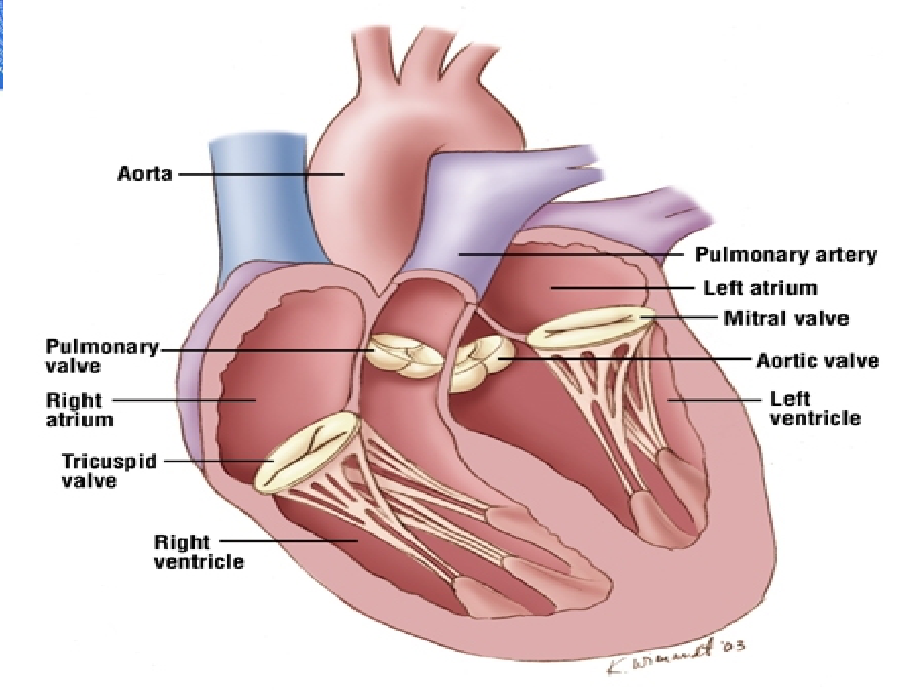 心脏瓣膜病 (3)_第2页