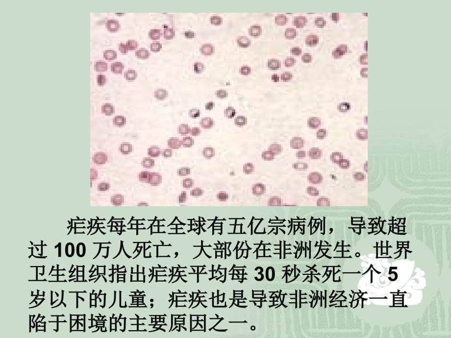 传染病模型_第5页