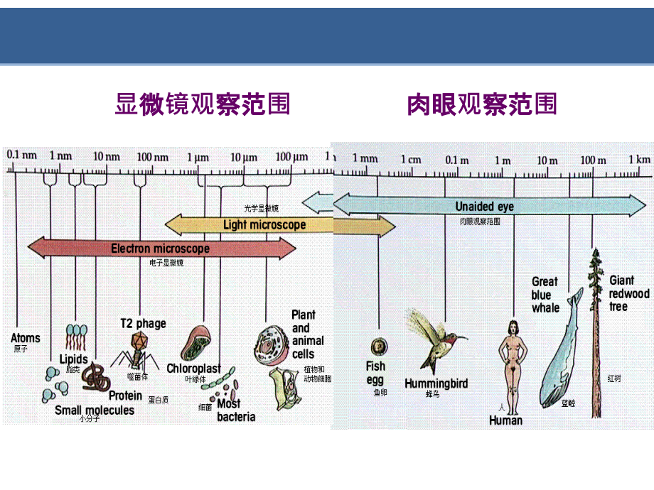 第3章--细胞生物学研究方法(翟中和第四版)_第4页