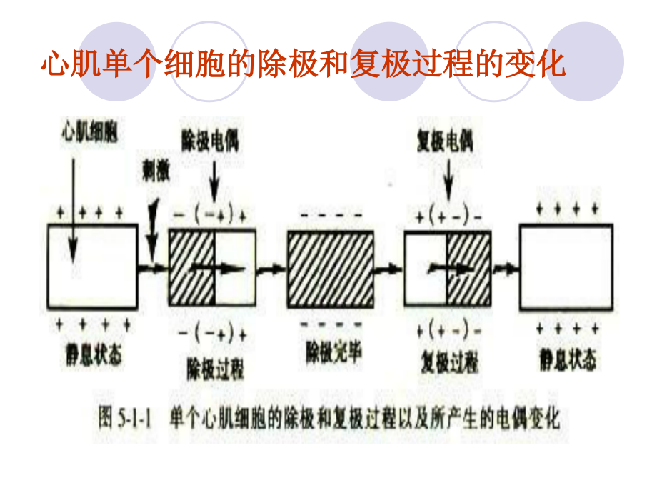 我心电图基础知识_第4页