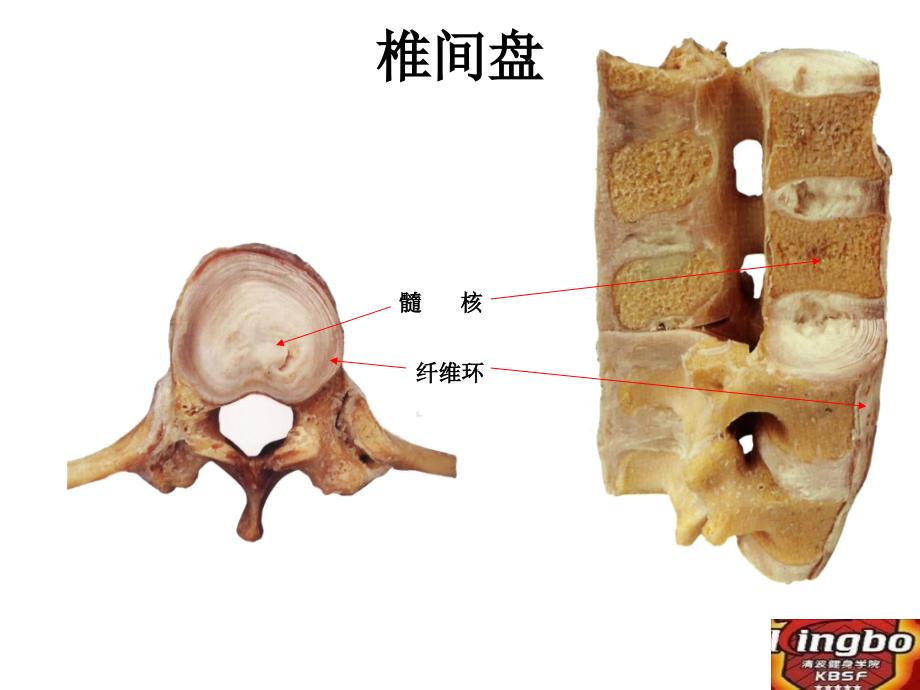 核心训练及腰背痛.ppt_第4页