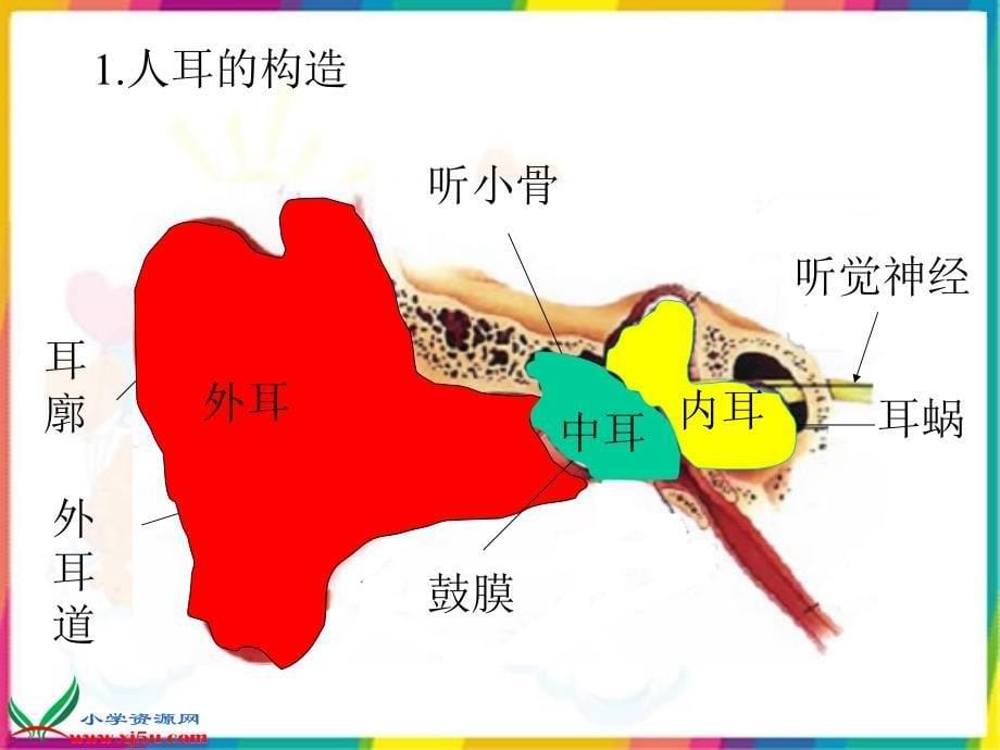 教科版科学四年级上册我们是怎样听到声音_第5页