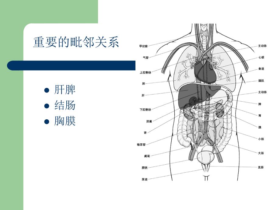 经皮肾穿刺点选择_第3页