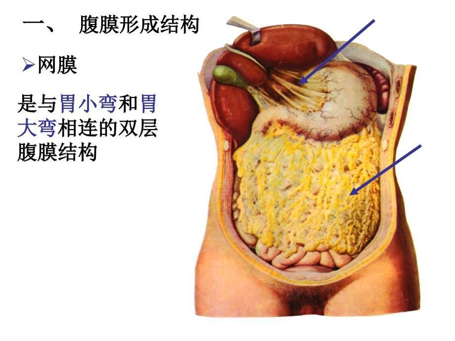 结肠上区_第5页