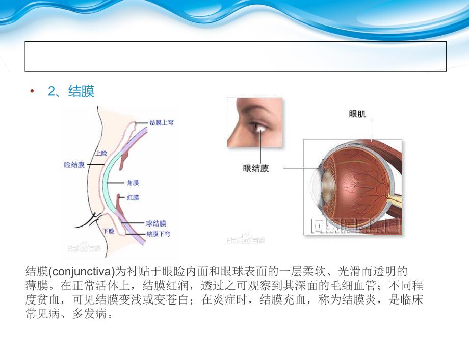 老年感官系统生理性老化_第4页