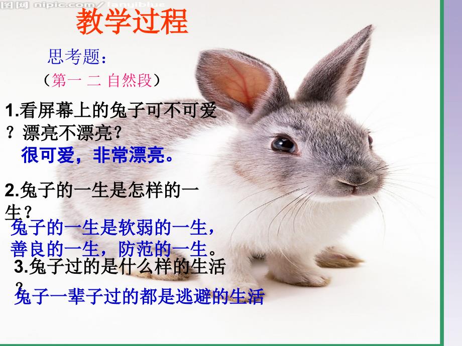 初中汉语双语班第六课兔_第4页