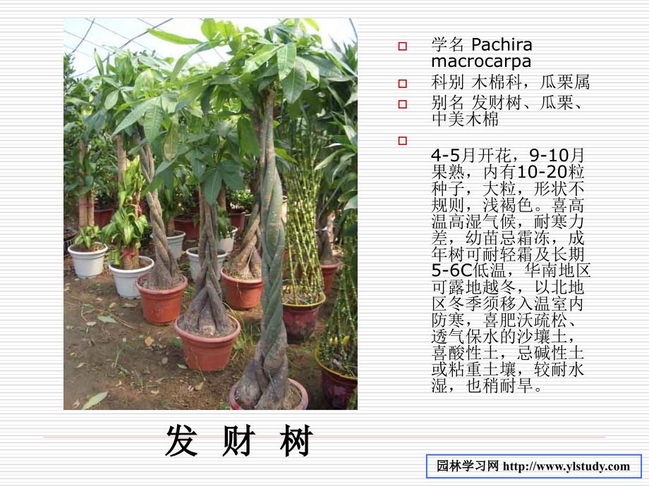 30种常见室内植物名称和图片_第4页