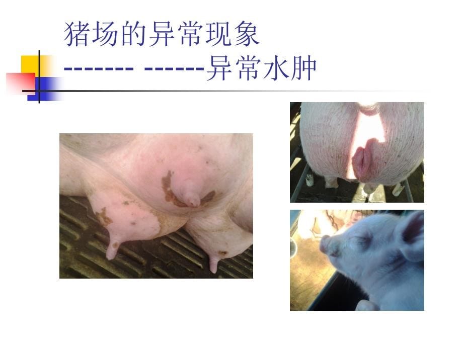 霉菌毒素对猪场影响_第5页