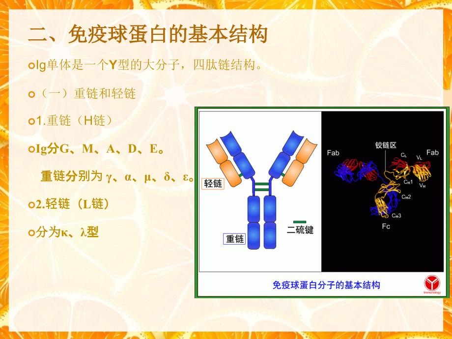 免疫球蛋白结构与功能_第3页