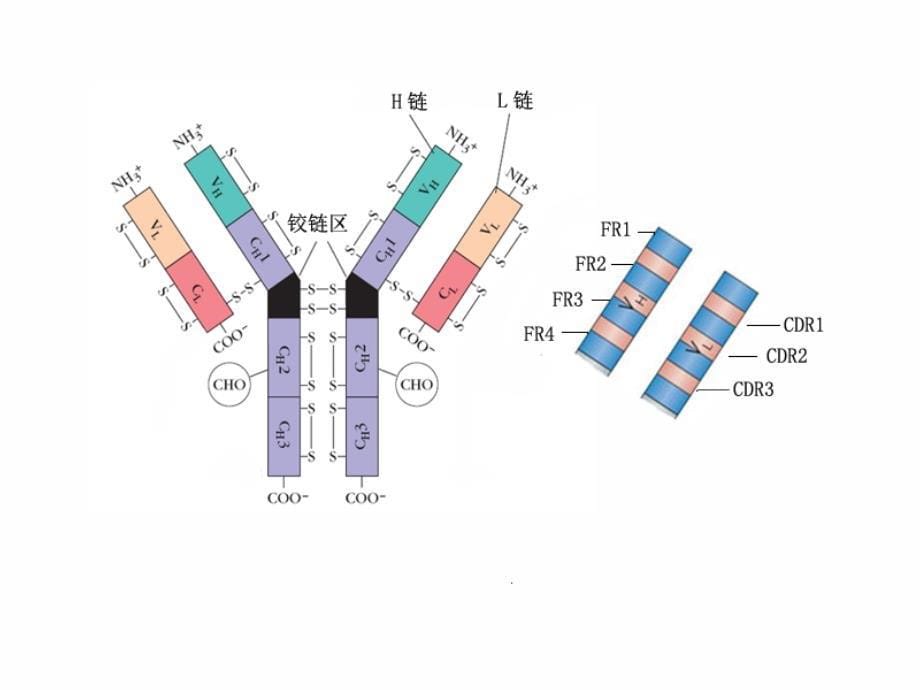 免疫球蛋白结构与功能_第5页