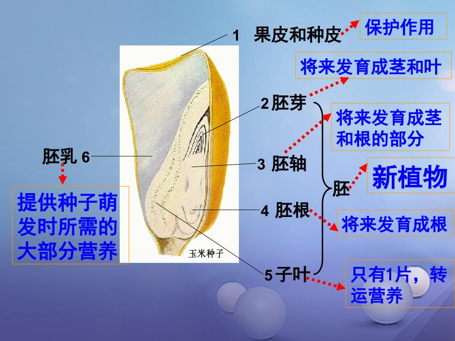 中考生物七上专题三绿色植物的一生课件_第4页