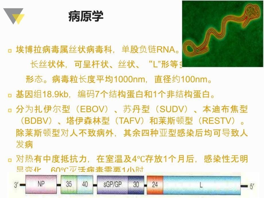 课件：埃博拉出血热诊疗方案解读_第5页