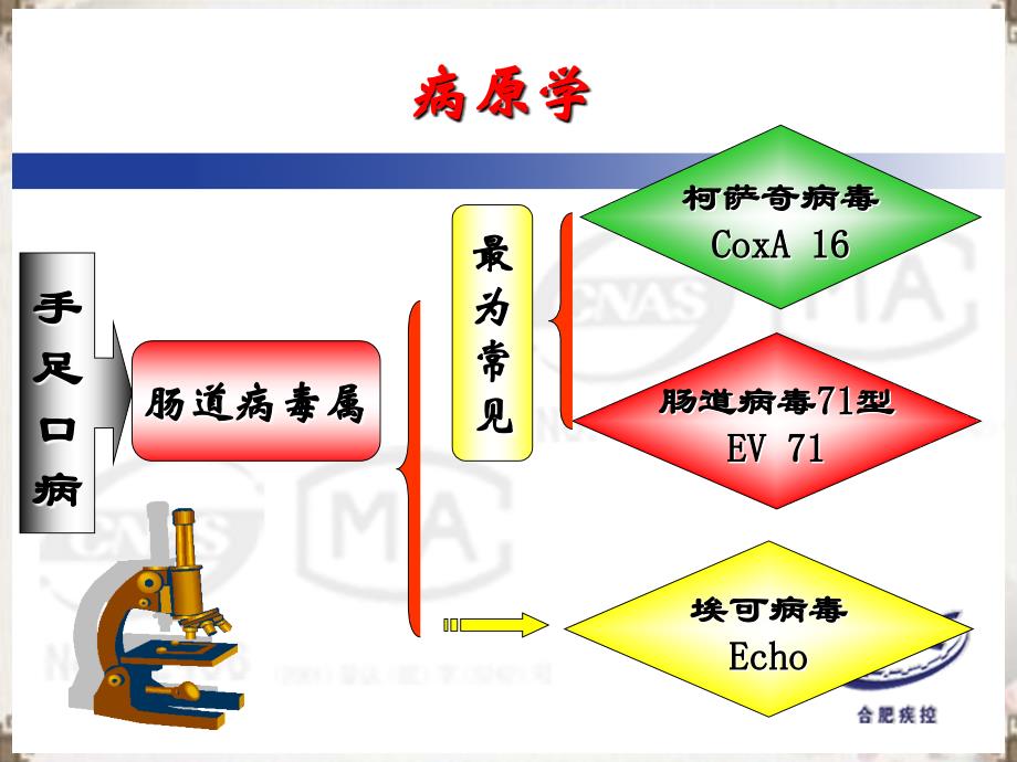 课件：手足口病医院感染预防与控制_第3页