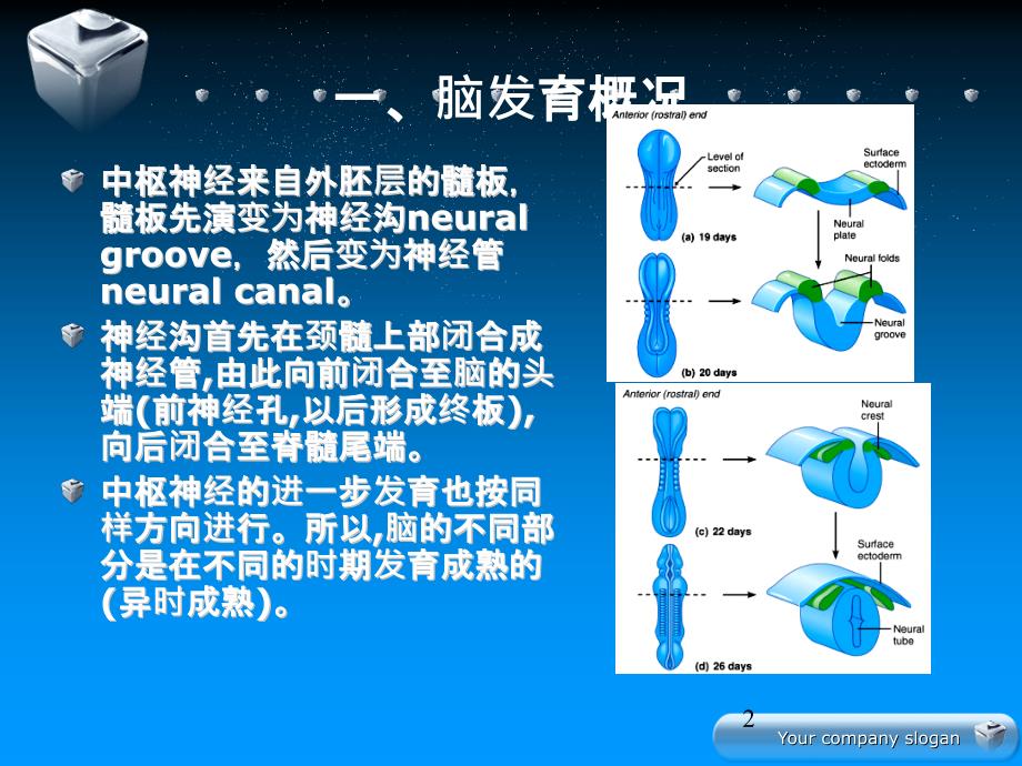 课件：中枢神经系统的发育 ppt课件_第2页