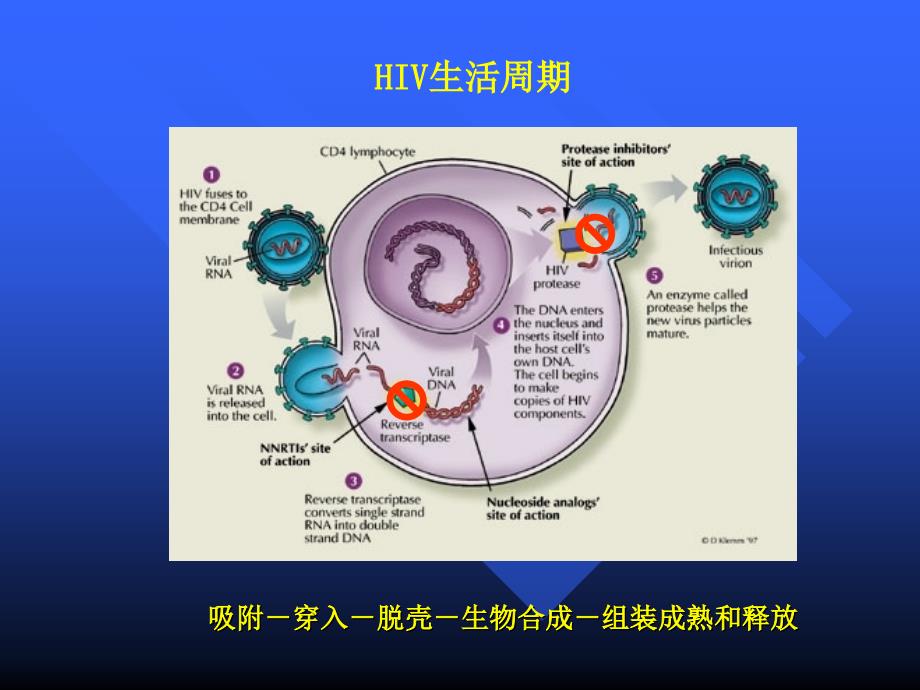 课件：艾滋病抗病毒治疗的耐药检测方法_第4页