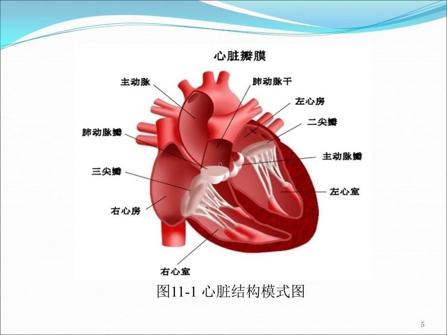 课件：心血管系统病理 ppt课件_第5页