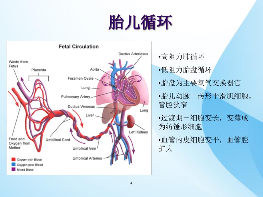 课件：新生儿肺动脉高压管理ppt课件_第4页