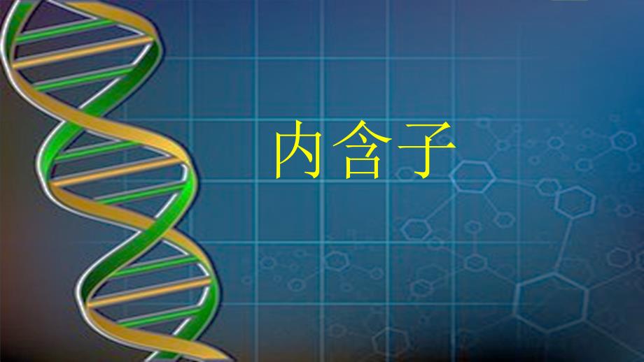 内含子_第1页