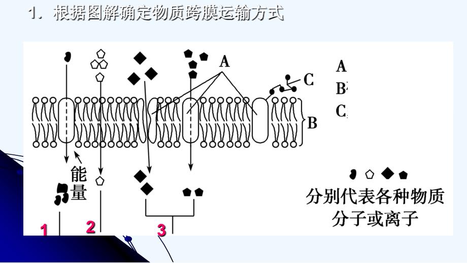 g1308+物质跨膜运输的方式_第1页
